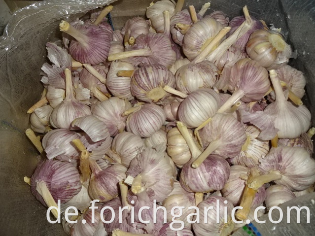 Fresh Normal Garlic Jinxiang